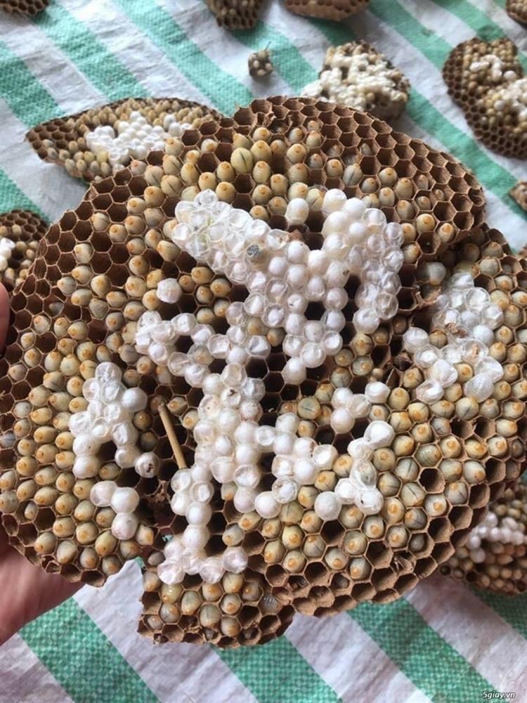 Vào mùa, nhộng ong vò vẽ giá gần nửa triệu/kg vẫn đắt hàng vì được xem như đặc sản-4