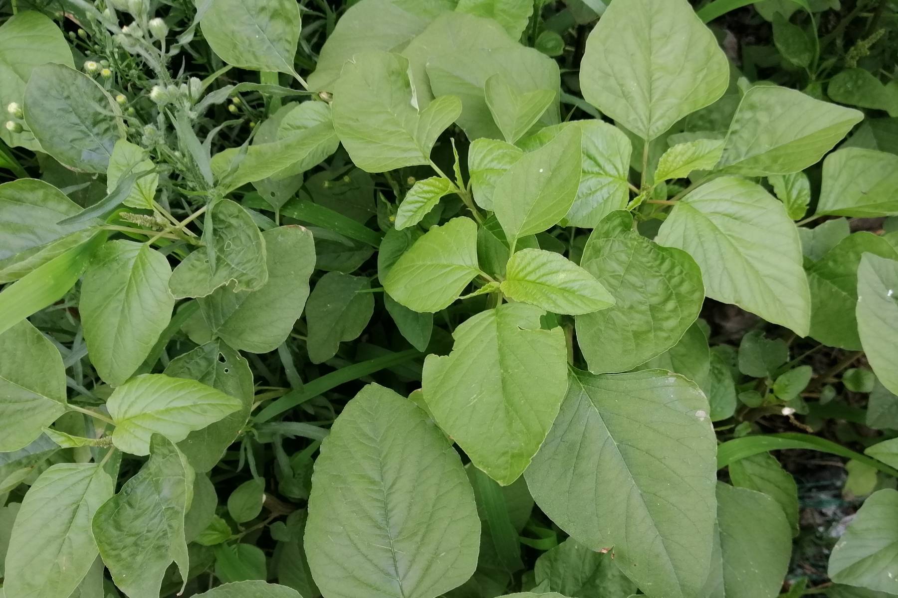 Loại rau giá rẻ nhưng giàu canxi tự nhiên, giúp thanh nhiệt, thải độc da-1