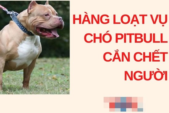 Hàng loạt vụ chó pitbull tấn công, cắn chết người kinh hoàng