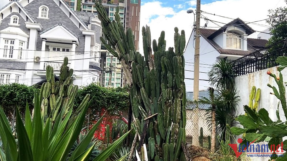 Sở hữu vườn xương rồng ngoại tiền tỷ, chủ nhân chỉ thích để ngắm chơi-2