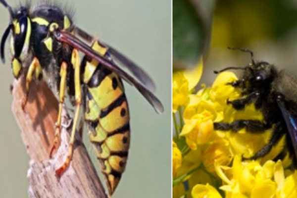 Bé 3 tuổi suy đa tạng sau khi bị ong đốt 50 nốt chi chít đầu, tay chân-1