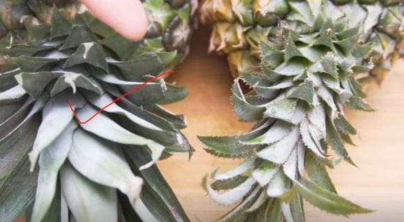 Dứa có ngọt hay không, bạn có thể nhìn lướt qua ở đây, phương pháp này của người nông dân trồng trái cây thực sự rất hiệu quả-2