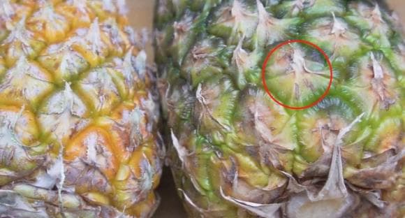 Dứa có ngọt hay không, bạn có thể nhìn lướt qua ở đây, phương pháp này của người nông dân trồng trái cây thực sự rất hiệu quả-3