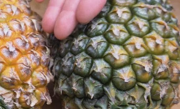 Dứa có ngọt hay không, bạn có thể nhìn lướt qua ở đây, phương pháp này của người nông dân trồng trái cây thực sự rất hiệu quả-5