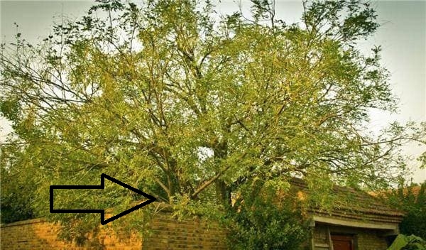 Các cụ dặn rồi: Nghèo cũng đừng chặt 3 loại cây này, con cháu sẽ được bảo vệ, đó là cây nào?-1