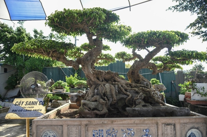 Cận cảnh cây sanh trăm tuổi giá 70 tỷ đồng vẫn không bán-1