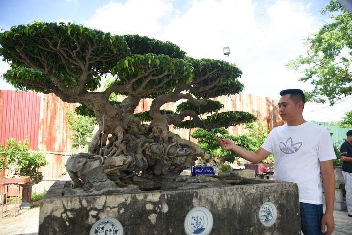 Cận cảnh cây sanh trăm tuổi giá 70 tỷ đồng vẫn không bán-4