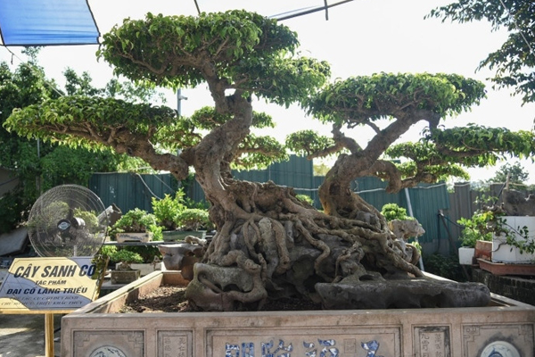 Siêu cây đại gia nước ngoài chi gần 500 tỷ không mua nổi-12