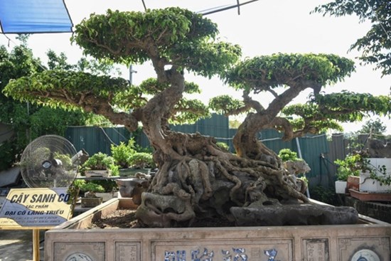 Cận cảnh cây sanh trăm tuổi giá 70 tỷ đồng vẫn không bán