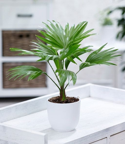 5 cây cảnh được ví như nam châm hút tiền, chủ nhà trồng sẽ có tài lộc dôi dư, con đàn cháu đống-2