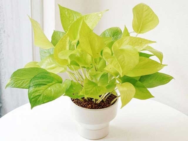 5 cây cảnh được ví như nam châm hút tiền, chủ nhà trồng sẽ có tài lộc dôi dư, con đàn cháu đống-4