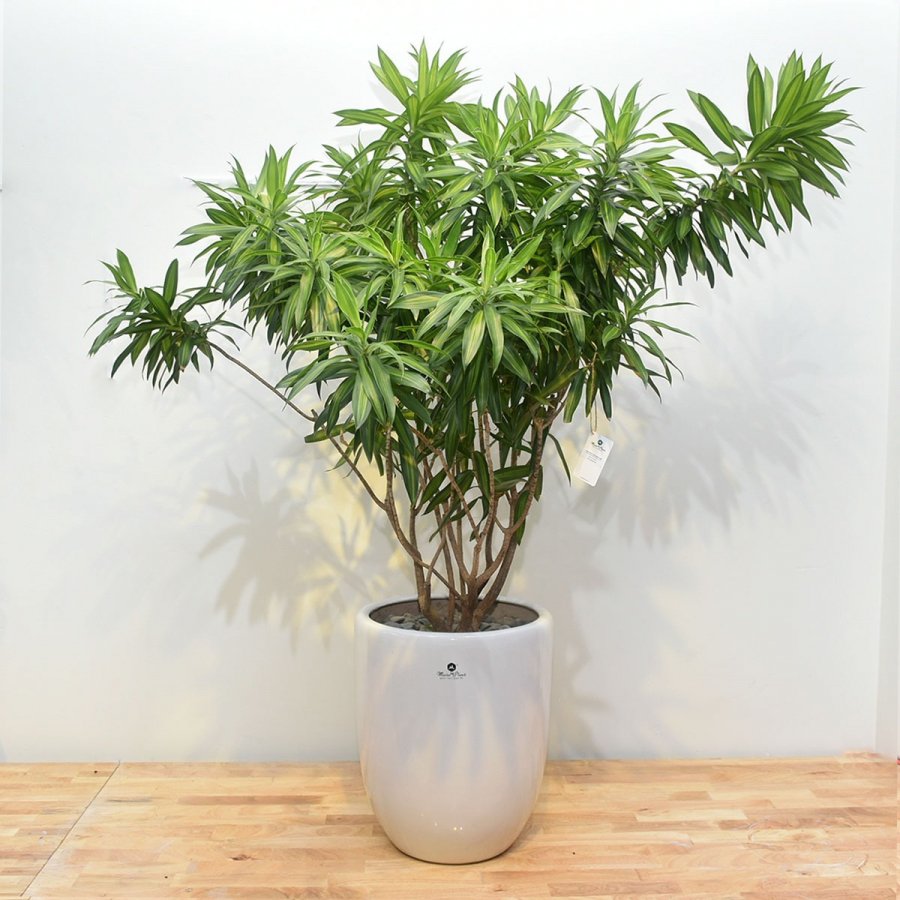 5 cây cảnh được ví như nam châm hút tiền, chủ nhà trồng sẽ có tài lộc dôi dư, con đàn cháu đống-5