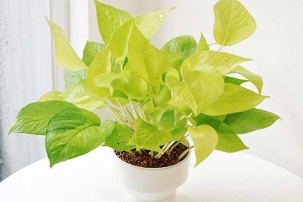 Trong phòng khách của hội nhà giàu có thể để bất cứ loài hoa nào, nhưng 10 loại cây phát tài thịnh vượng này luôn được săn đón-11