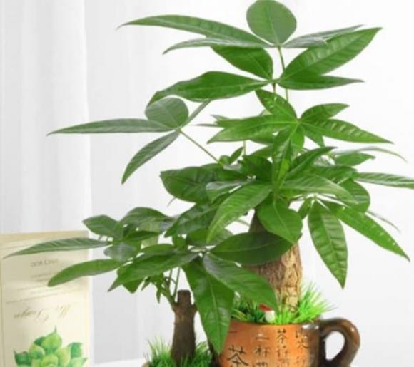 Trong phòng khách của hội nhà giàu có thể để bất cứ loài hoa nào, nhưng 10 loại cây phát tài thịnh vượng này luôn được săn đón-1