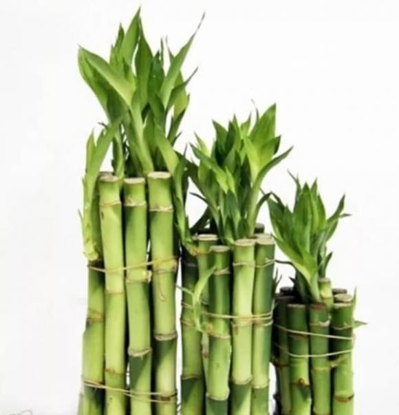 Trong phòng khách của hội nhà giàu có thể để bất cứ loài hoa nào, nhưng 10 loại cây phát tài thịnh vượng này luôn được săn đón-2