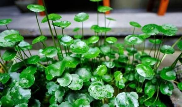 Trong phòng khách của hội nhà giàu có thể để bất cứ loài hoa nào, nhưng 10 loại cây phát tài thịnh vượng này luôn được săn đón-3