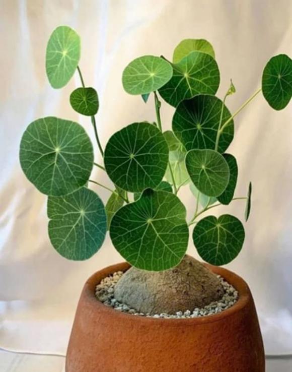 Trong phòng khách của hội nhà giàu có thể để bất cứ loài hoa nào, nhưng 10 loại cây phát tài thịnh vượng này luôn được săn đón-4