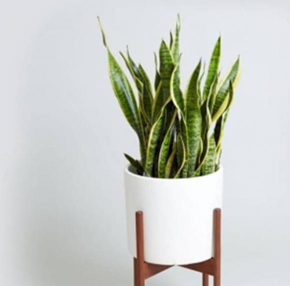 Trong phòng khách của hội nhà giàu có thể để bất cứ loài hoa nào, nhưng 10 loại cây phát tài thịnh vượng này luôn được săn đón-5