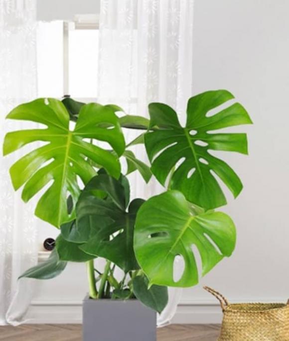 Trong phòng khách của hội nhà giàu có thể để bất cứ loài hoa nào, nhưng 10 loại cây phát tài thịnh vượng này luôn được săn đón-6