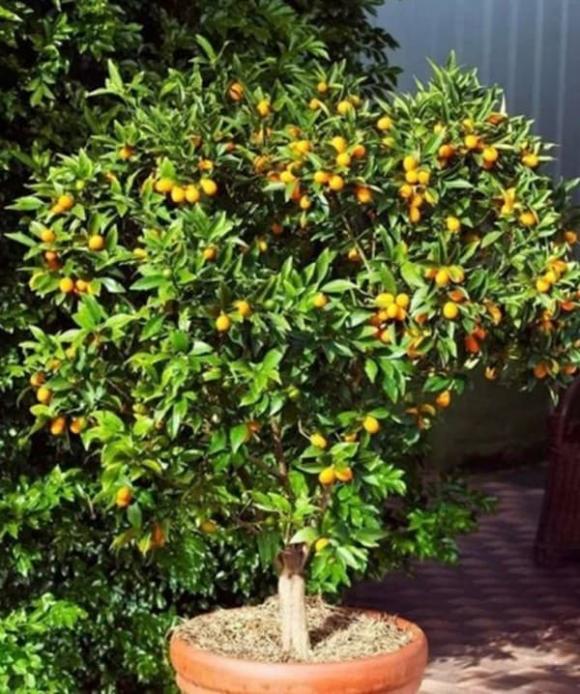 Trong phòng khách của hội nhà giàu có thể để bất cứ loài hoa nào, nhưng 10 loại cây phát tài thịnh vượng này luôn được săn đón-10