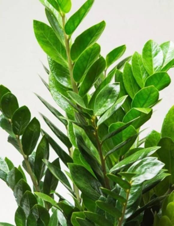 Trong phòng khách của hội nhà giàu có thể để bất cứ loài hoa nào, nhưng 10 loại cây phát tài thịnh vượng này luôn được săn đón-7