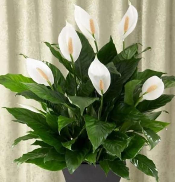 Trong phòng khách của hội nhà giàu có thể để bất cứ loài hoa nào, nhưng 10 loại cây phát tài thịnh vượng này luôn được săn đón-8