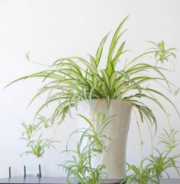Trong phòng khách của hội nhà giàu có thể để bất cứ loài hoa nào, nhưng 10 loại cây phát tài thịnh vượng này luôn được săn đón-9