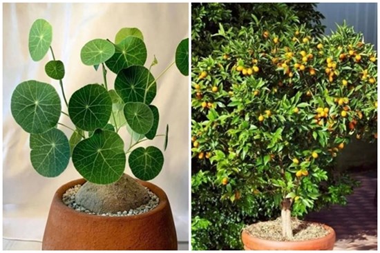 Trong phòng khách của hội nhà giàu có thể để bất cứ loài hoa nào, nhưng 10 loại cây phát tài thịnh vượng này luôn được săn đón