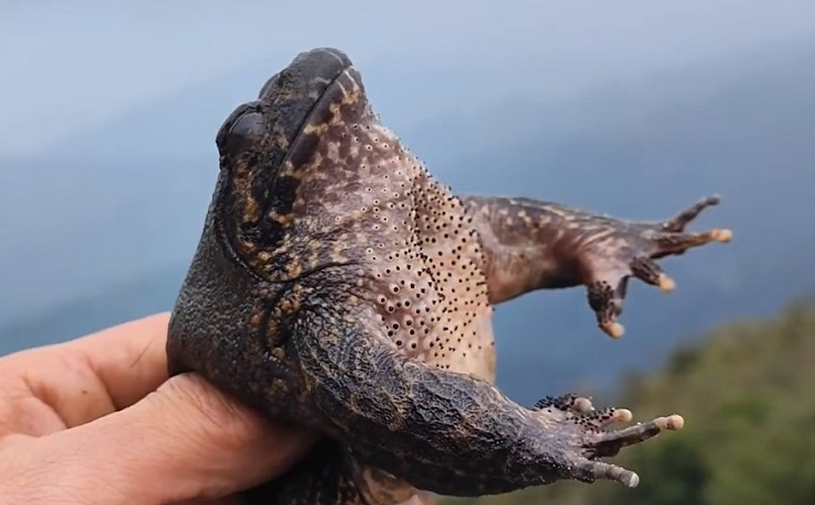 Việt Nam có loại ếch đại gia”, giá đắt gấp 10 lần ếch đồng, có tiền cũng khó mua-3