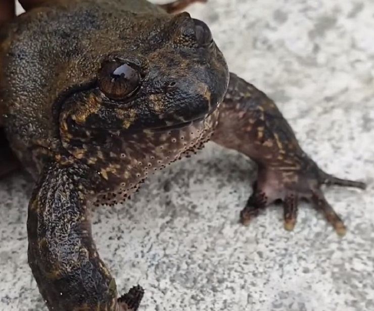 Việt Nam có loại ếch đại gia”, giá đắt gấp 10 lần ếch đồng, có tiền cũng khó mua-4