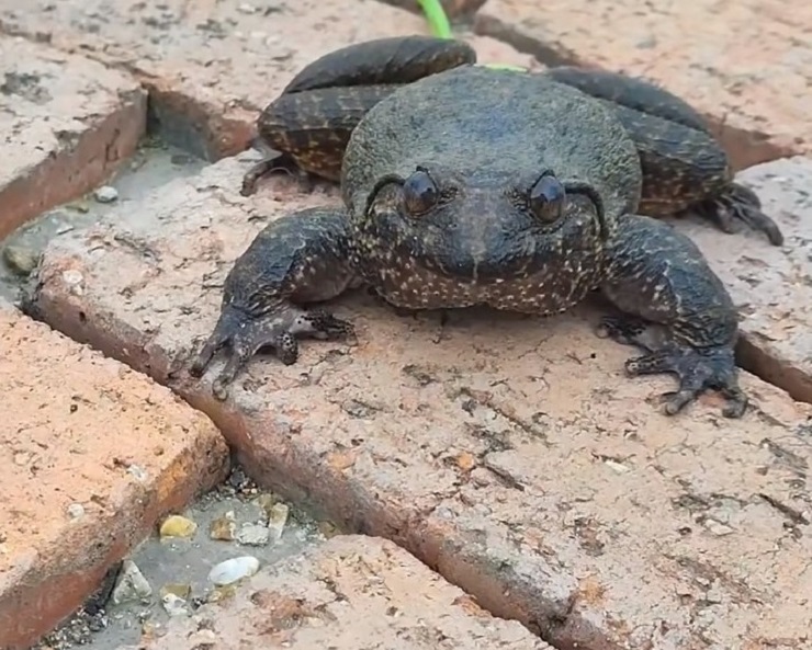 Việt Nam có loại ếch đại gia”, giá đắt gấp 10 lần ếch đồng, có tiền cũng khó mua-5