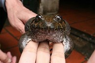 Việt Nam có loại ếch “đại gia”, giá đắt gấp 10 lần ếch đồng, có tiền cũng khó mua