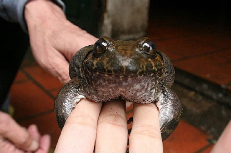 Việt Nam có loại ếch đại gia”, giá đắt gấp 10 lần ếch đồng, có tiền cũng khó mua-1