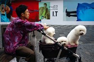 Công nghiệp thú cưng Trung Quốc bùng nổ, kèm theo đó là những mặt tối tàn khốc