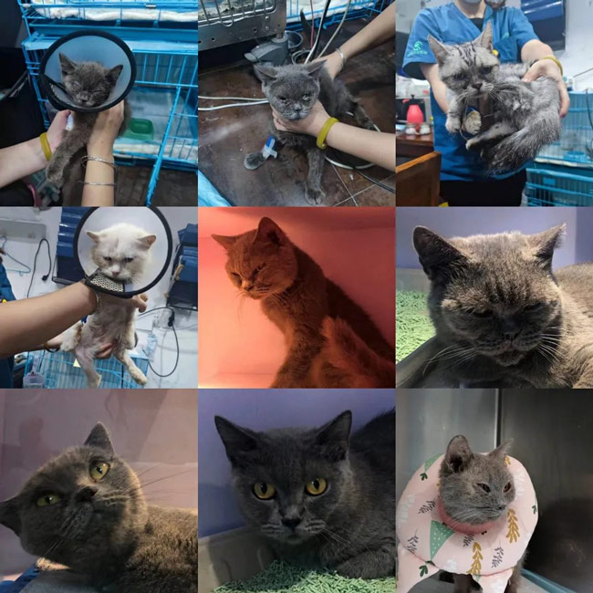 Công nghiệp thú cưng Trung Quốc bùng nổ, kèm theo đó là những mặt tối tàn khốc-4