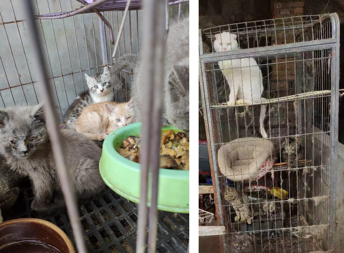 Công nghiệp thú cưng Trung Quốc bùng nổ, kèm theo đó là những mặt tối tàn khốc-2