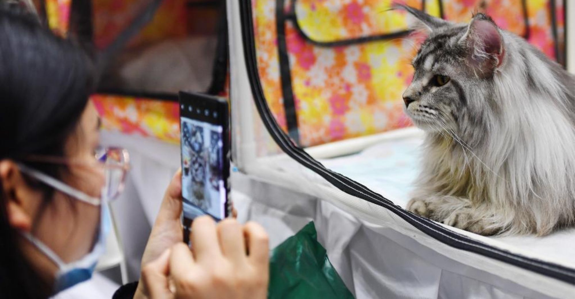 Công nghiệp thú cưng Trung Quốc bùng nổ, kèm theo đó là những mặt tối tàn khốc-6