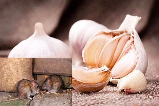 Top 5 cách diệt chuột không nguy hại cho người, dễ làm, không tốn kém