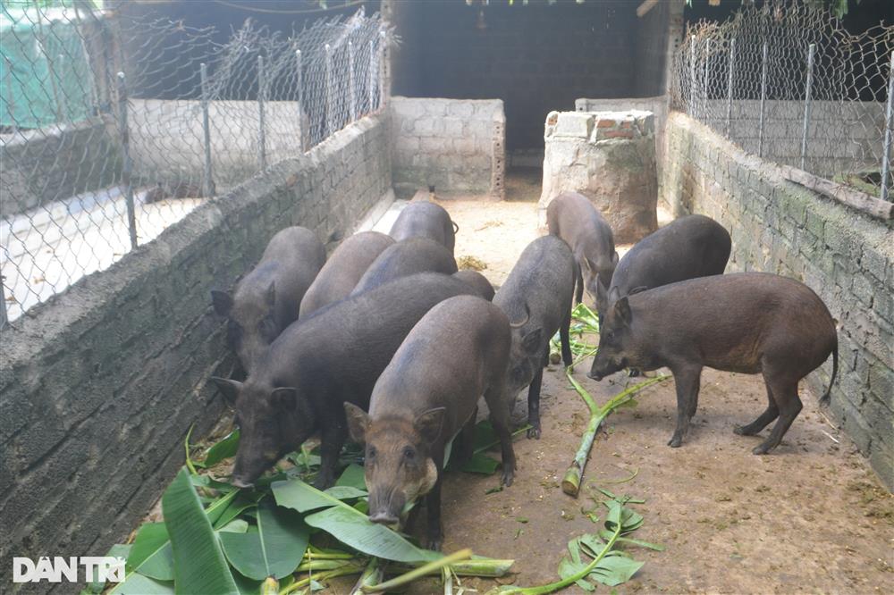 Vỗ lợn rừng bằng chè khổng lồ, lãi hàng trăm triệu đồng mỗi năm-1