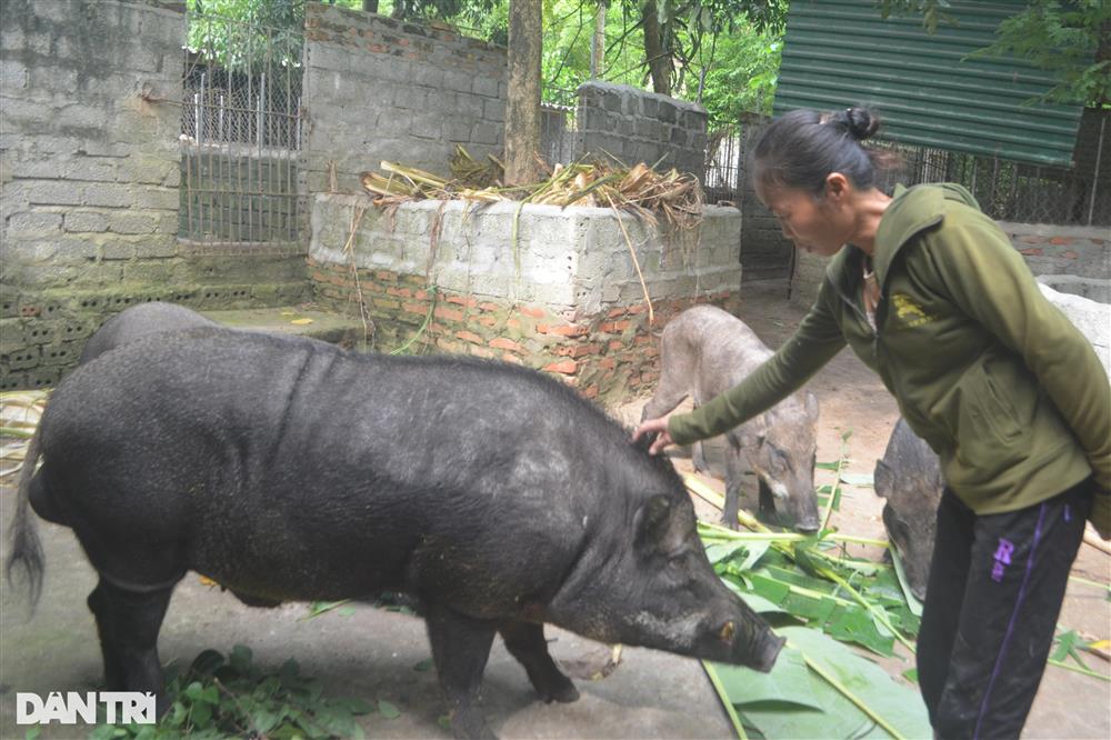Vỗ lợn rừng bằng chè khổng lồ, lãi hàng trăm triệu đồng mỗi năm-2