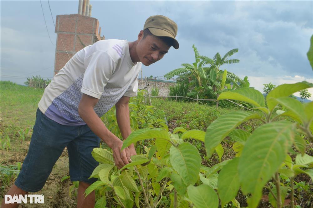 Vỗ lợn rừng bằng chè khổng lồ, lãi hàng trăm triệu đồng mỗi năm-3