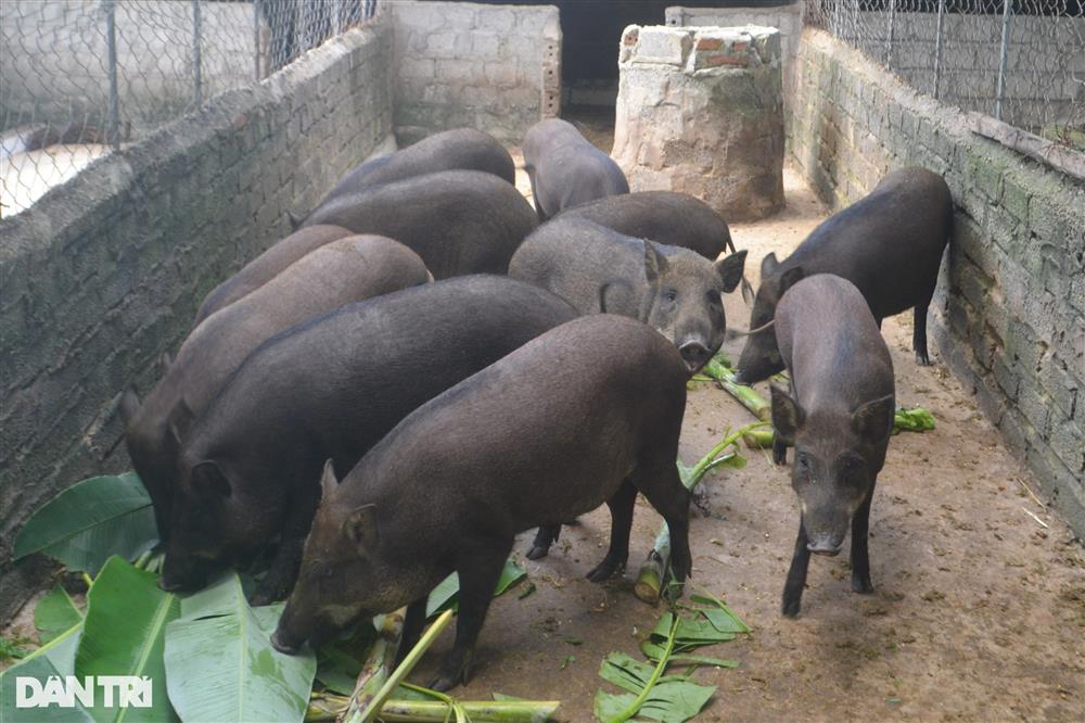 Vỗ lợn rừng bằng chè khổng lồ, lãi hàng trăm triệu đồng mỗi năm-4