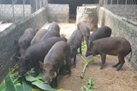 Vỗ lợn rừng bằng chè khổng lồ, lãi hàng trăm triệu đồng mỗi năm