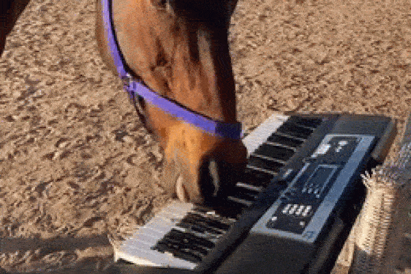 Clip: Diệu kỳ khả năng chơi đàn điêu luyện gây 'sốt' của ba chú ngựa