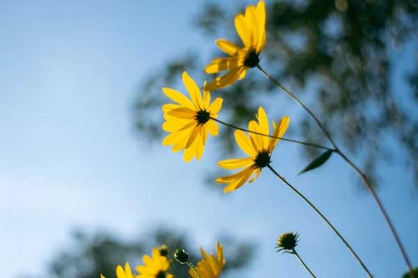 3 con giáp điềm tĩnh, biết đối nhân xử thế, được nhiều người quý mến-1