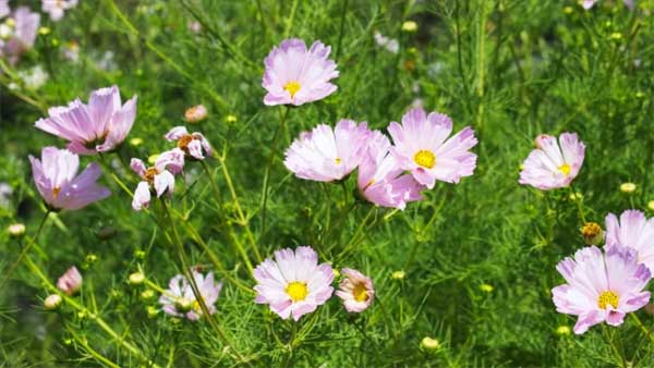 3 con giáp điềm tĩnh, biết đối nhân xử thế, được nhiều người quý mến-3