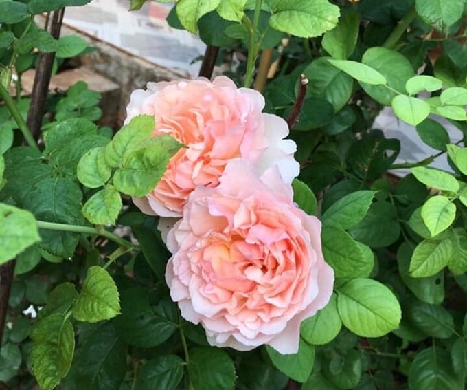 Choáng ngợp với nhà vườn 5.000m2 của diễn viên Kiều Trinh-18