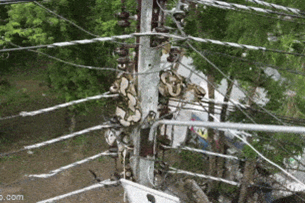 Clip: Trăn dài gần 5m vắt vẻo trên cột điện