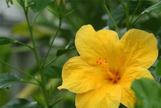 Tài giỏi nhưng khiêm nhường, 3 con giáp 