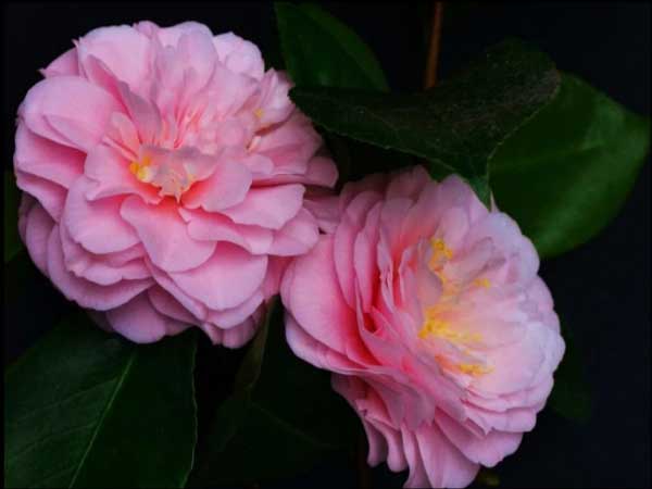 Tài giỏi nhưng khiêm nhường, 3 con giáp kiếm đủ, hậu vận tiền tài dư dả-2